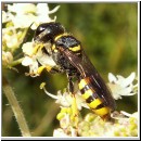 Ectemnius lituratus - Grabwespe w08.jpg